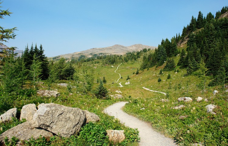 winding dirt train through a green meadow
